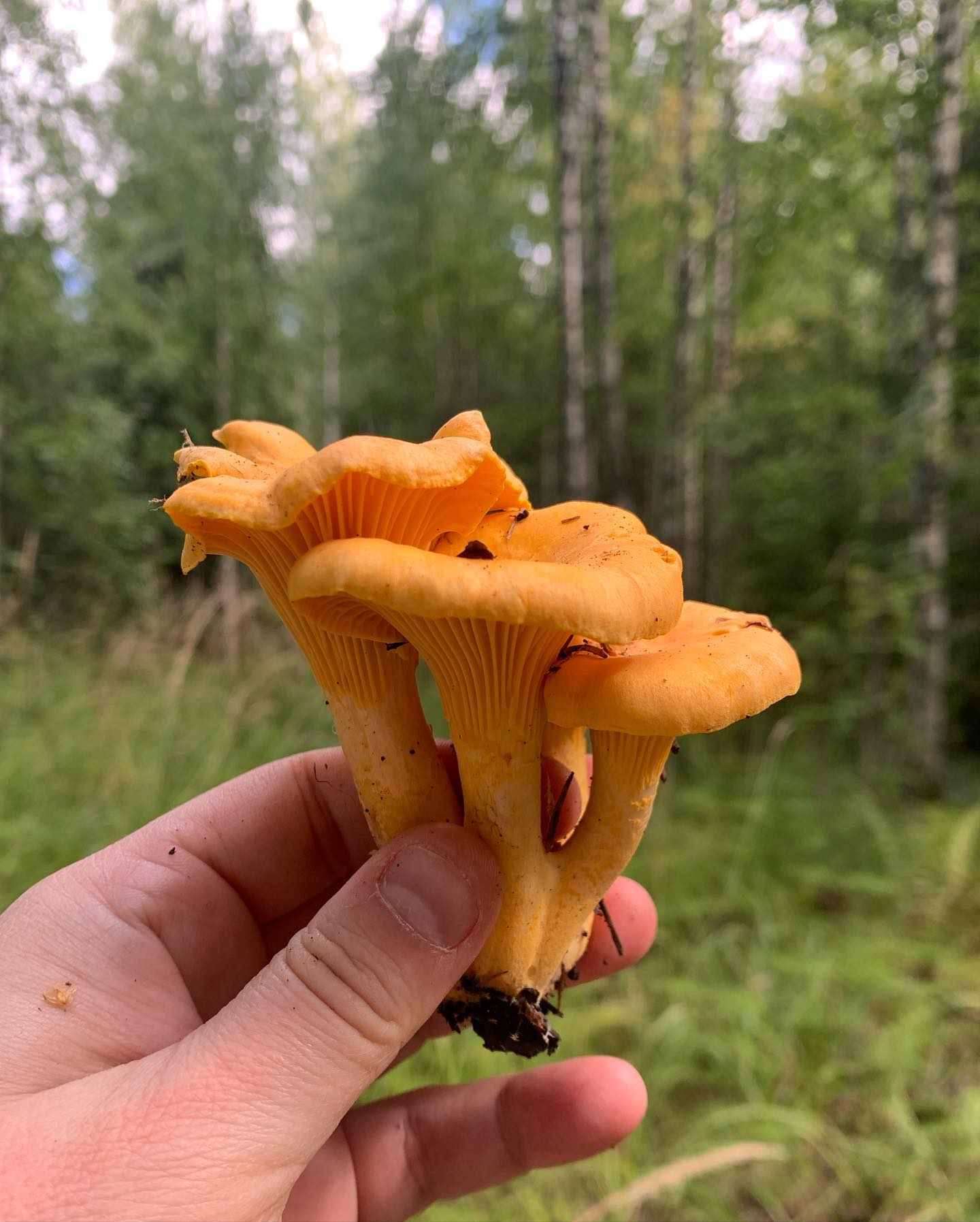 Girolles séchées Récolte exclusive par Finlande Sauvage Juin/Juillet 2025