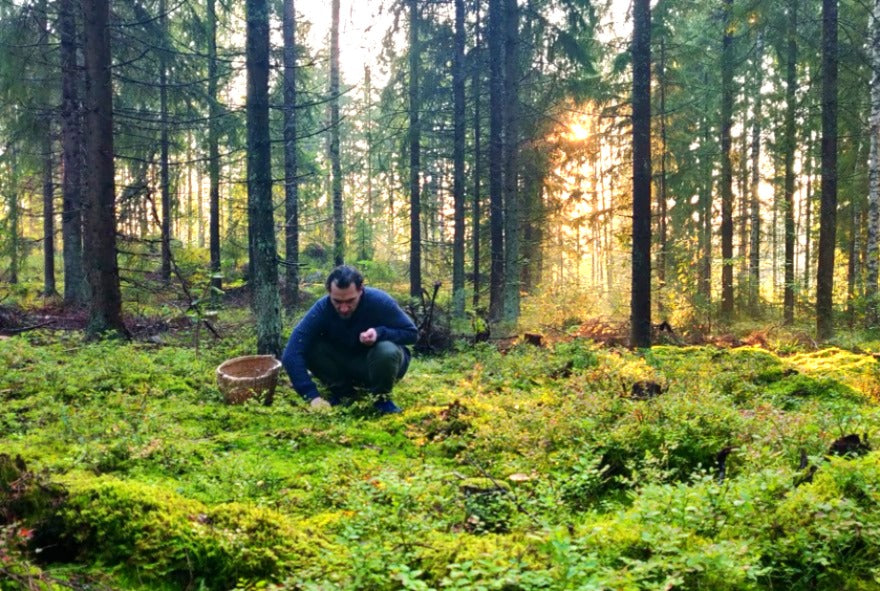 Coffrets Finlande Sauvage - Récolte 2025 LIVRAISON INCLUSE